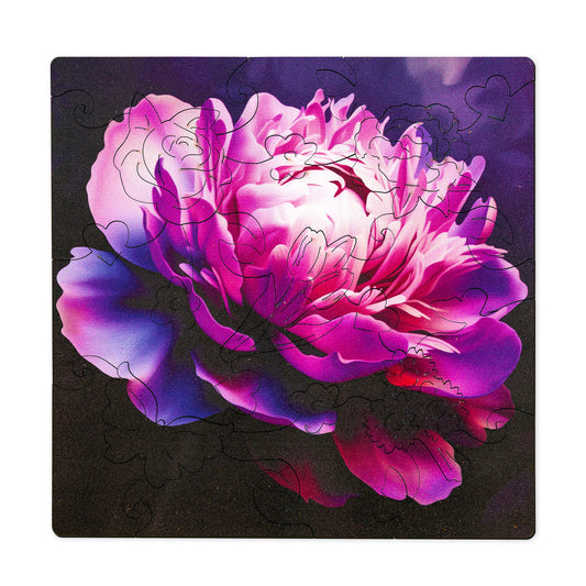 Peony flower